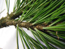 swiss stone pine (pinus cembra), leaves (needles) triangular, whorls of 5. 2009-01-26, Pentax W60. keywords: arve, zirbe, auvier, pincembro, arole, zembra, zimbro